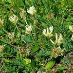 Oxytropis campestris Natur