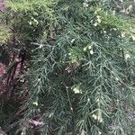 Asparagus umbellatus Frunză