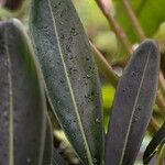 Philodendron callosum ᱥᱟᱠᱟᱢ