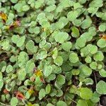 Fuchsia procumbens List