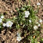 Cryptantha clevelandii Flower