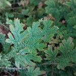 Selaginella uncinata Yaprak