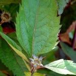 Heliopsis helianthoides 叶