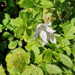 Campanula lactiflora आदत