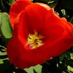 Tulipa agenensis Flower