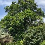 Anacardium excelsum Celota
