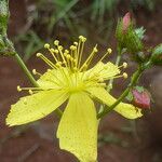 Hypericum annulatum फूल