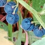 Polygonatum odoratum Frucht