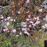 Dianthus sylvestris Tervik taim