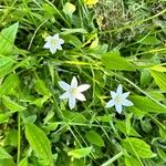 Ornithogalum atticum