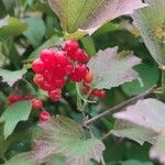 Viburnum trilobumFrugt