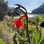 Gladiolus watsonioidesFlor