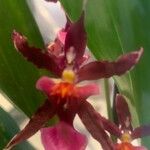 Dendrobium virotii Flower