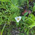 Calochortus apiculatus Floare