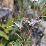 Epilobium dodonaei Frucht