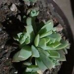 Graptopetalum macdougallii Leaf