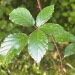 Rubus elegantispinosusFoglia