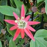 Passiflora racemosa फूल