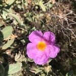 Cistus albidusКветка