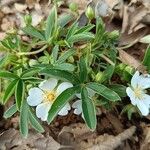 Potentilla alba Folha