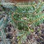 Abies nebrodensis 叶