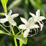 Clerodendrum heterophyllum Fleur