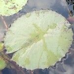 Nymphaea lotus Leaf