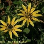 Arctotheca calendula Cvijet