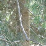 Abies balsamea 树皮