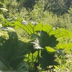 Gunnera tinctoria Blatt