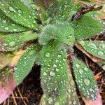 Hieracium albiflorum Blatt