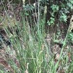 Carex cuprina Habit