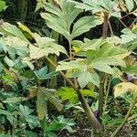 Angelica gigas Foglia