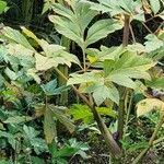 Angelica gigas Leaf