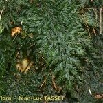 Vandenboschia radicans List