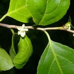 Colubrina triflora Лист