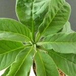 Euphorbia denisiana