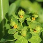 Euphorbia adenochlora Fruit