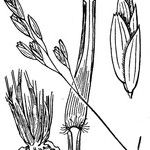 Danthonia decumbens Egyéb