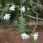 Angraecum distichum Blüte