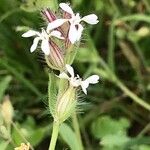 Silene gallica Blüte