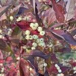 Cornus racemosa Frucht