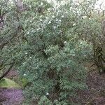 Rhododendron davidsonianum Alkat (teljes növény)