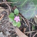 Stenandrium dulce Flower
