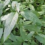 Persicaria hydropiper Flor