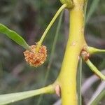 Acacia retinodes 花