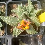 Faucaria tuberculosa 花
