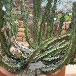 Euphorbia magnicapsula 樹皮