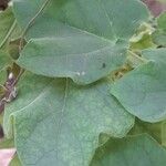 Uncarina grandidieri Yaprak