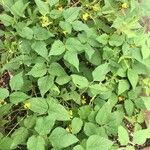Vigna radiata Alkat (teljes növény)